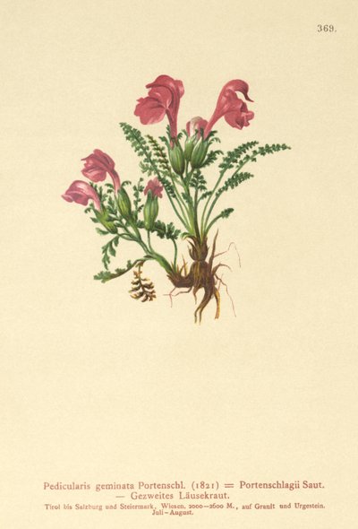 Lousewort (Gemini Pedicularis, Pedicularis Portenschlagii, Pedicularis Pumila) de German School