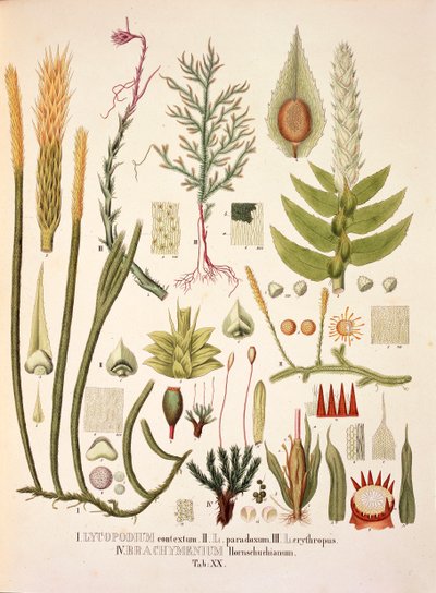 Lycopodium and Brachymenium, tabela XX de 