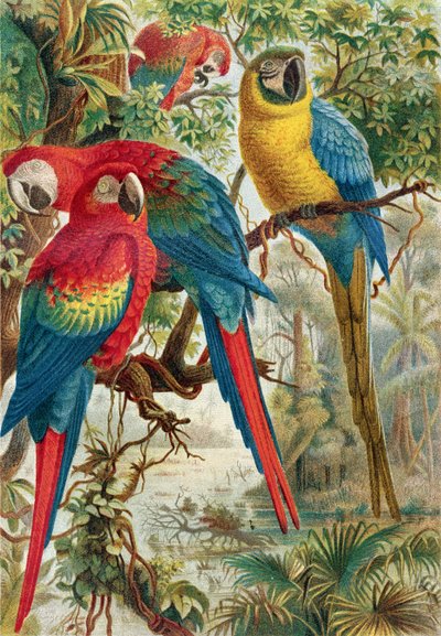 Araras, registro de Brehms Tierleben: Allgemeine Kunde des Tierreichs, volume 5, pág. 60, publicado pelo Bibliographisches Institut, 1892 de German School