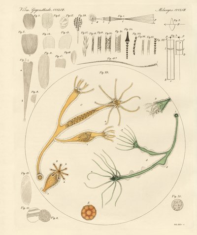 Lupa e diversões microscópicas (gravação a cores) de German School