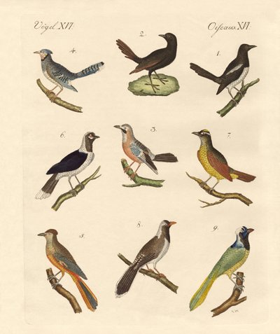 Magpies e Jaynes de German School