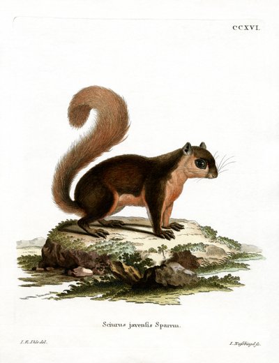 Esquilo Malaio (gravura colorida) de German School