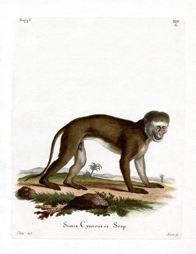 Macaco Malbrouck (gravação a cores) de German School