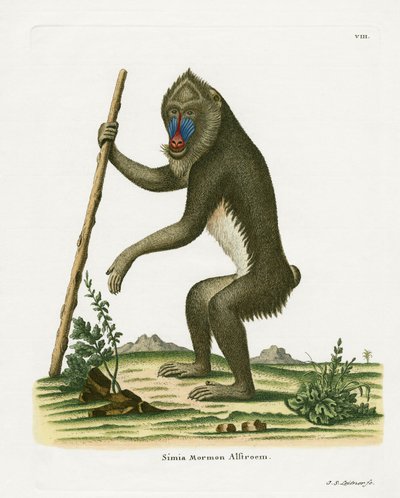 Mandrill (gravação a cores) de German School