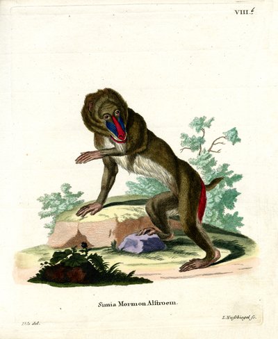 Mandrill (gravação a cores) de German School