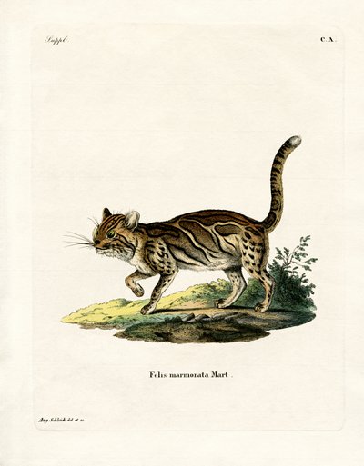 Marbled Cat (gravação a cores) de German School