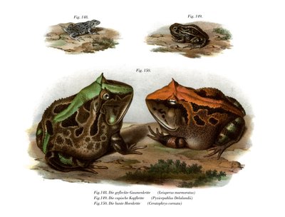 Sapo de quatro olhos marmorizado (cor litho) de German School