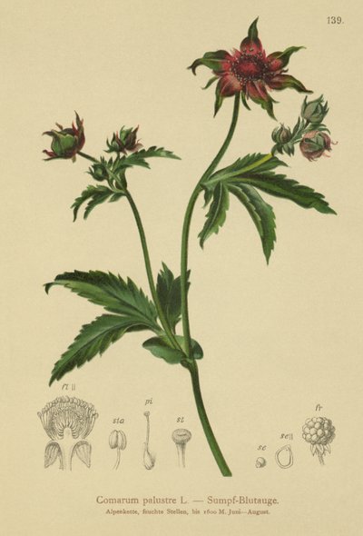 Cinquefoil pântano (Comarum palustre, Potentilla palustris) de German School