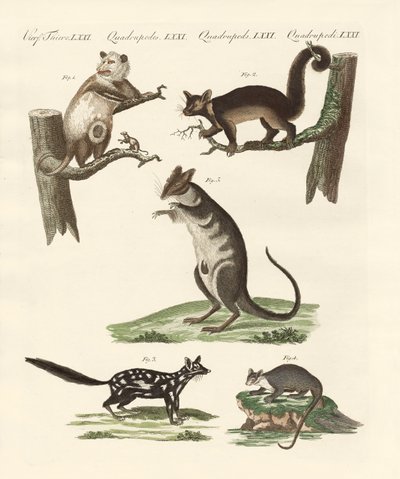 Marsupiais de German School