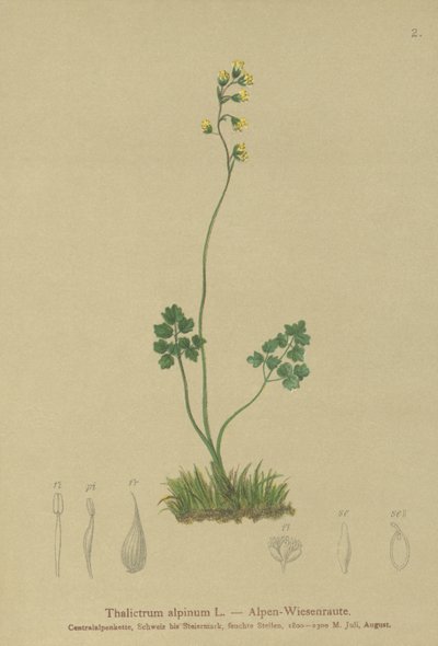 Prado-rue (Thalictrum alpinum) de German School