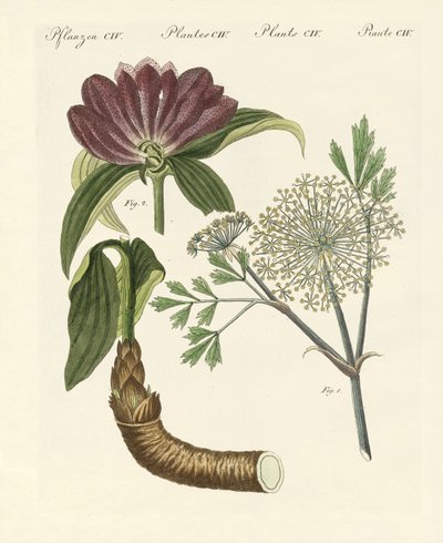 Plantas médicas (gravura colorida) de German School