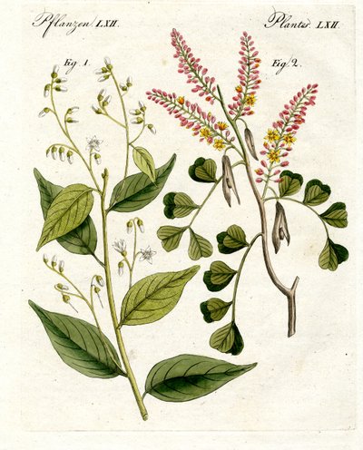 Plantas medicinais de German School