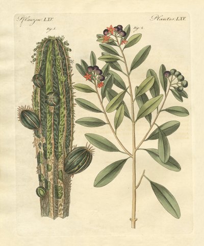 Plantas medicinais de German School