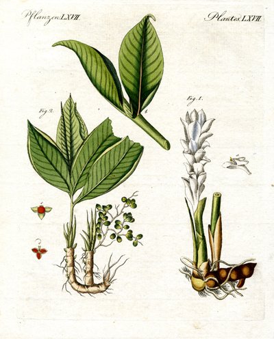 Plantas medicinais de German School