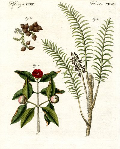 Plantas medicinais de German School