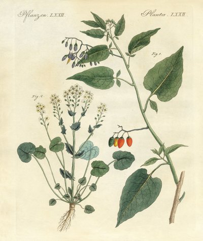 Plantas medicinais de German School