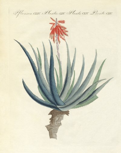 Plantas medicinais de German School