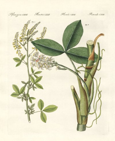 Plantas medicinais de German School