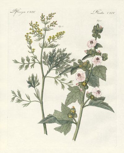 Plantas medicinais de German School