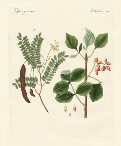 Plantas medicinais de German School