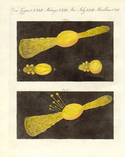 Meteoro (gravura colorida) de German School