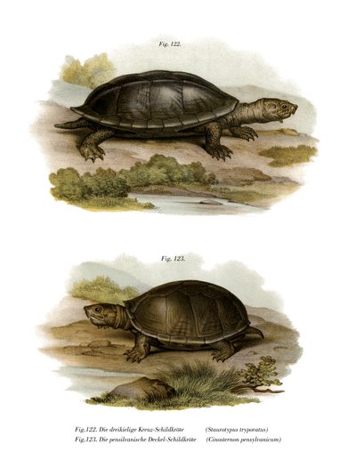 Tartaruga almiscareira gigante mexicana (cor litho) de German School