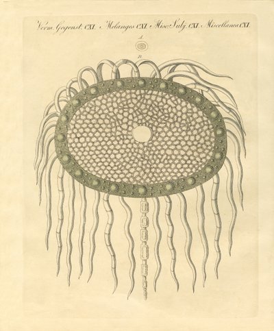Imagem microscópica do buraco da polpa de cardo sem ameixa (gravação colorida) de German School
