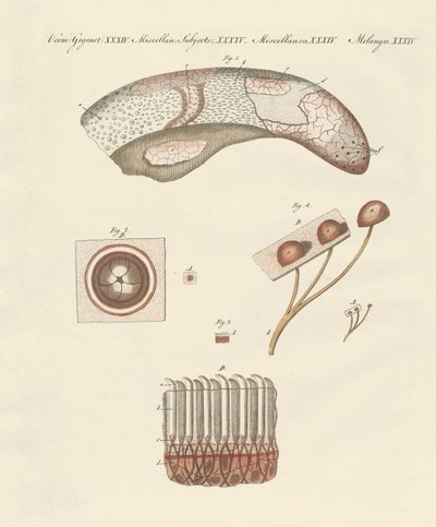 Estudo microscópico da língua de vaca de German School