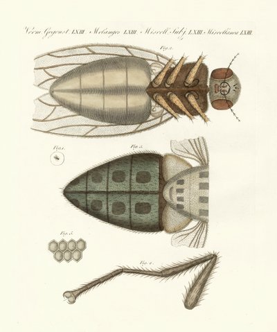 Vista microscópica da mosca doméstica (gravura colorida) de German School