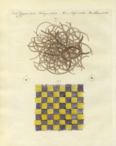 Vista microscópica da esponja marinha e da medusa (gravura colorida) de German School