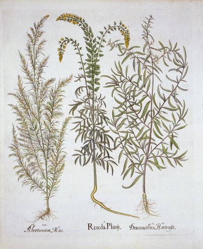 Mignonette, Southernwood e Tarragon, de Hortus Eystettensis, de Basil Besler (1561-1629), pub. 1613 (gravura colorida à mão) de German School