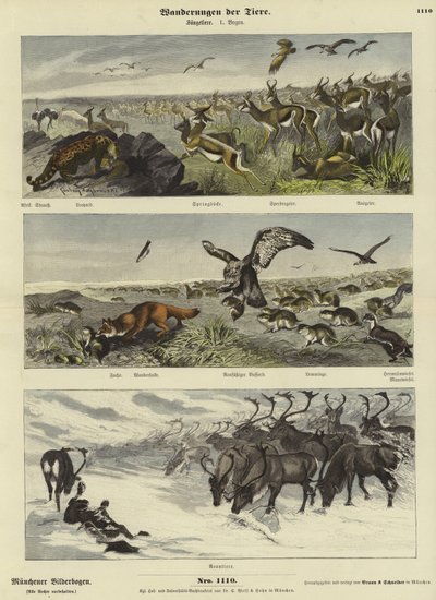 Migrações de animais de German School