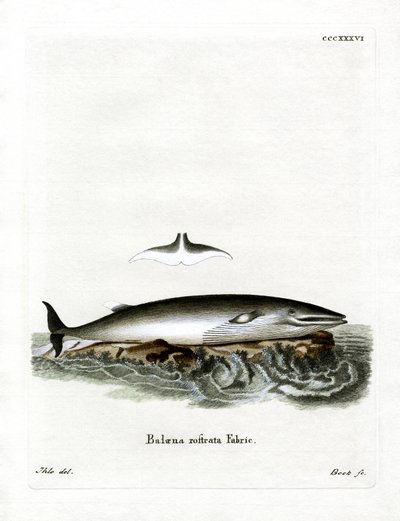 Baleia Minke (gravura colorida) de German School