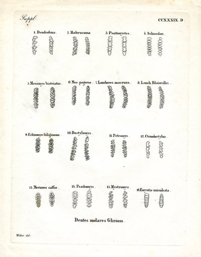 Molares (gravura colorida) de German School