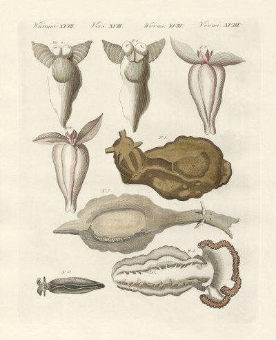 Moluscos (gravura colorida) de German School
