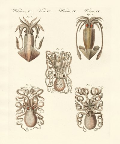 Moluscos ou vermes moles (gravura colorida) de German School