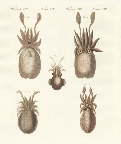 Moluscos ou vermes moles (gravura colorida) de German School