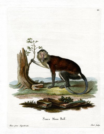 Mona Monkey (gravação a cores) de German School