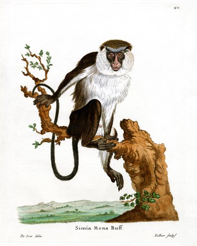 Mona Monkey (gravação a cores) de German School