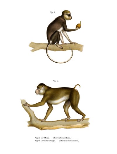 Mona Macaco, 1860 de German School
