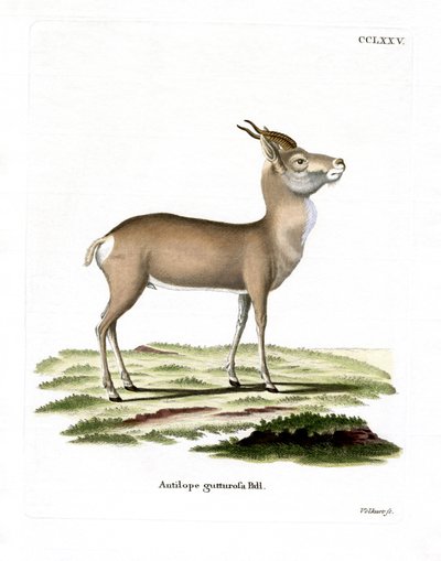 Mongolian Gazelle (gravação a cores) de German School