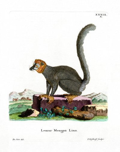 Mongoose Lemur (gravação a cores) de German School