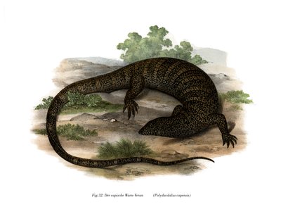 Monitor Lizard (litho a cores) de German School