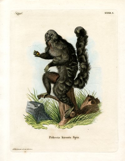 Monk Saki (gravura colorida) de German School