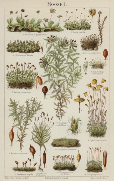 Musgos (cor litho) de German School