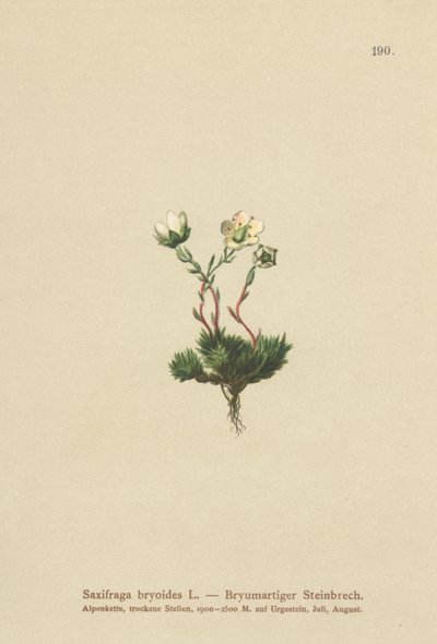 Saxofrage Mossy (Saxifraga bryoides) de German School