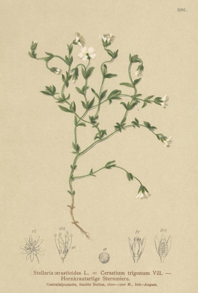 Chickweed de montanha (Stellaria cerastioides, Cerastium trigonum) de German School