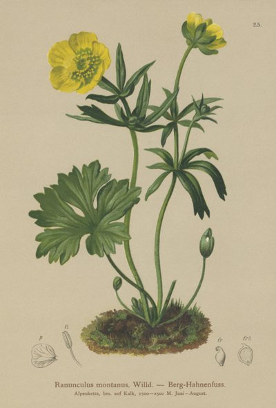 Aranha-da-montanha (Ranunculus montanus) de German School