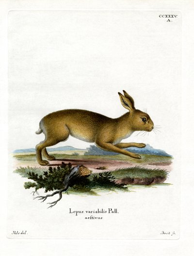 Lebre de montanha (gravura colorida) de German School