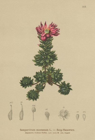 Montanha Houseleek (Sempervivum montanum) de German School
